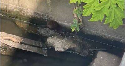 Otter spotted in city centre river in extremely rare sight - www.manchestereveningnews.co.uk - Manchester