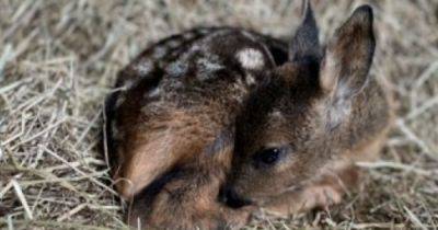 Baby deer dies after rescuer feeds it wrong milk as 'death sentence' warning issued - www.dailyrecord.co.uk - Scotland - Beyond