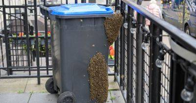 Giant swarm of bees shuts down Glasgow bar as staff flee venue and beekeepers called in - www.dailyrecord.co.uk - Scotland - city Glasgow - Beyond