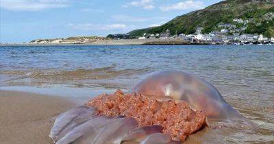 Monster 'bad boy' jellyfish washes up on beach at popular seaside village - www.manchestereveningnews.co.uk - Manchester