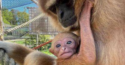 Adorable endangered baby monkey born at Scots zoo as staff share 'happiness' - www.dailyrecord.co.uk - Scotland - Beyond