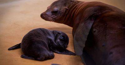New sea lion pup makes landmark arrival at Blair Drummond - www.dailyrecord.co.uk - Scotland - California