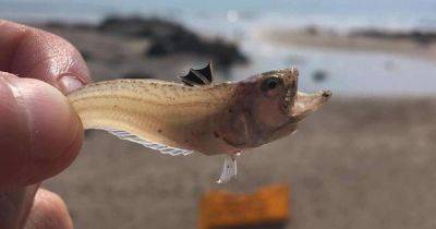 Scots beachgoers warned over venomous fish with 'very painful' sting hiding in sand - www.dailyrecord.co.uk - Britain - Scotland
