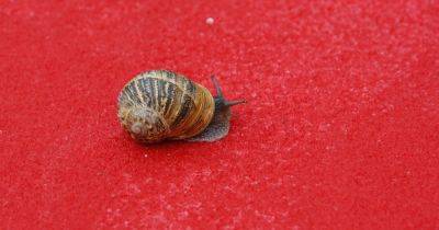 Mrs Hinch fans say snails will 'never' come back in your home thanks to 65p item - www.dailyrecord.co.uk
