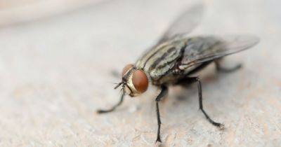 Woman uses plastic bag hack to banish house flies and 'hasn't seen one since' - www.dailyrecord.co.uk - USA - Florida