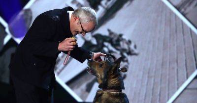 Hero BGT dog star who was stabbed while protecting his owner dies aged 14 - www.ok.co.uk - Britain - Germany