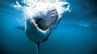 ‘Shark Week’ With Host Jason Momoa Tops TV Demos, Has Highest Rating In Three Years - deadline.com