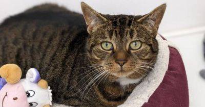 Overlooked feline trio look for fur-ever home away from Forth Valley adoption centre - www.dailyrecord.co.uk