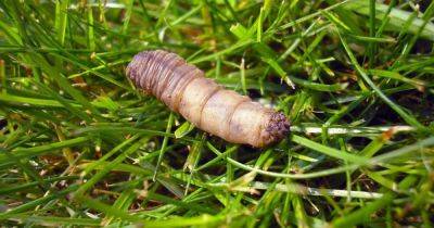 Gardening expert issues warning over two bugs that are lawns 'worst nightmare' - www.dailyrecord.co.uk - Britain - Beyond