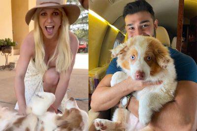 Britney Spears Terrified Sam Asghari Will Try To Take Custody Of Her Dogs! - perezhilton.com