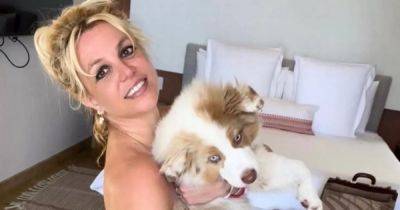 Britney Spears 'refuses to give up dogs' amid fears ex will 'try to seize them' in split - www.ok.co.uk - Australia - county Maui - Indiana - county Sawyer
