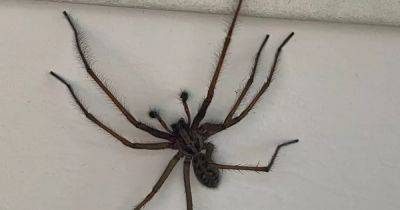 Scots woman left terrified after waking up to giant spider on bedroom wall - www.dailyrecord.co.uk - Scotland - city Aberdeen - Beyond