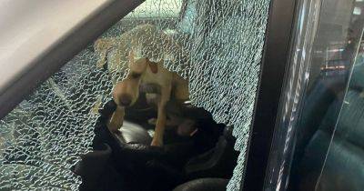 Windows smashed to rescue dog that had been 'locked in campervan for three days' - www.manchestereveningnews.co.uk - Manchester