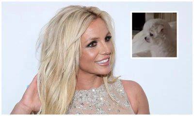 Britney Spears gets a new puppy as custody settlement of her shared dogs with Sam Asghari concludes - us.hola.com - Australia