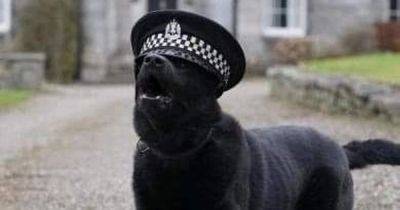 Hero police dog battered by thug with metal pole in search for forever home - www.dailyrecord.co.uk - Scotland - Belgium - Beyond