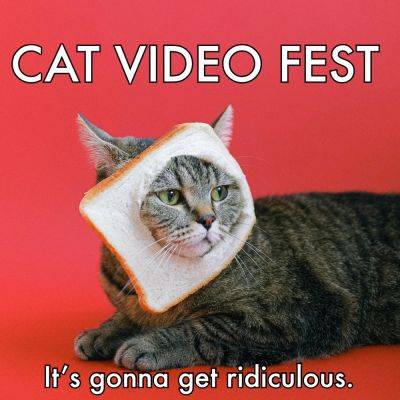 ‘CatVideoFest’ Lands On Its Feet (Why The Dog Version Flopped); ‘Talk To Me’ Tops $22M As ‘Shortcomings’, ‘Passages’ Debut – Specialty Box Office - deadline.com - California - Atlanta - Chicago - county Dallas - city Denver - city Phoenix - Boston - county Berkeley - Philadelphia