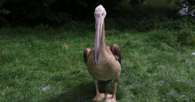 Pelican goes missing from zoo after being frightened by seagulls - www.manchestereveningnews.co.uk - Britain