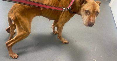 Dog found 'emaciated' on Scots street rescued after man is confronted over state of animal - www.dailyrecord.co.uk - Scotland - Beyond