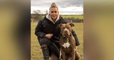 'I let other people's kids pet my eight-stone XL bully - he's a big softie... but other dogs attack HIM' - www.manchestereveningnews.co.uk - Manchester - Birmingham