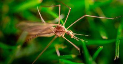 Why daddy long legs are currently invading your home - and why you shouldn't kill them - www.manchestereveningnews.co.uk