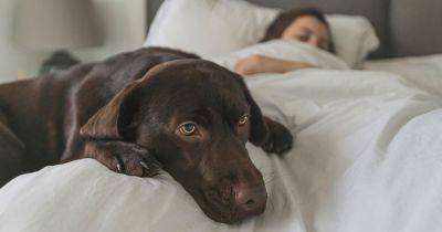 Doctor warns dog owners they should never share a bed with their pet this autumn - www.dailyrecord.co.uk - Britain