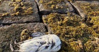 'Disaster' fears as fisherman finds more than 40 dead birds at Scots beauty spot - www.dailyrecord.co.uk - Scotland - Centre