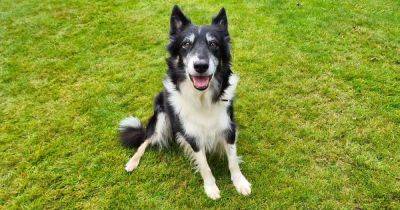 Can you offer a loving new home to affectionate lady May? - www.dailyrecord.co.uk - Scotland