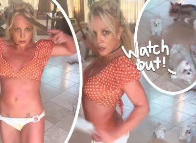 Britney Spears Fans FEAR For Her Dogs' Lives After Knife Video -- As She Appears To Be Injured! - perezhilton.com - county Ventura