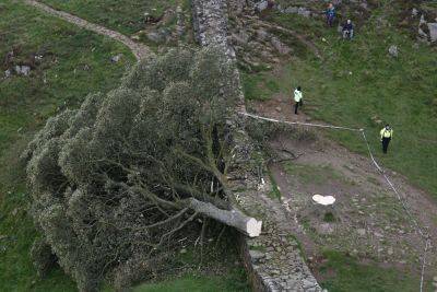 Iconic Tree From ‘Robin Hood: Prince of Thieves’ Illegally Chopped Down, 16-Year-Old Arrested For Criminal Damage - deadline.com - Britain - county Northumberland