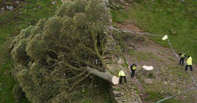 Sycamore Gap probe: Police arrest man in his 60s after world famous tree cut down - www.manchestereveningnews.co.uk - Britain - county Northumberland