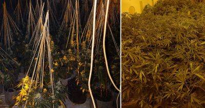 Inside the massive cannabis farm uncovered by cops - with plants worth a staggering amount on the streets - www.manchestereveningnews.co.uk - county Oldham