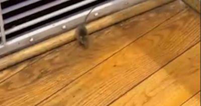 'Mouse' spotted scurrying around Trafford Centre food hall - www.manchestereveningnews.co.uk - Manchester