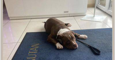 First picture of American XL bully dog who mauled two Scots pensioners - www.dailyrecord.co.uk - Britain - Scotland - USA