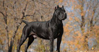 XL Bully ban leaves surge in interest of powerful breed of Italian mastiff - www.dailyrecord.co.uk - Britain - USA - Italy