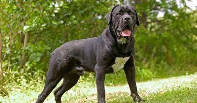 Fears large and powerful dog breed will take over from XL Bullies following ban - www.dailyrecord.co.uk - Scotland - Italy