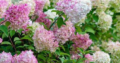 Hydrangea plants will end up with 'masses of flowers' if you follow these three steps - www.dailyrecord.co.uk