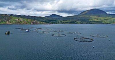 Salmon farming giant Mowi's 'double standards' in treatment of Norwegian and Scots workers - www.dailyrecord.co.uk - Scotland - Norway - county Baker