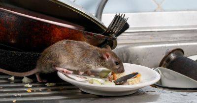 Keep rats and mice out of your home with 55p vegetable recommended by experts - www.dailyrecord.co.uk - Britain