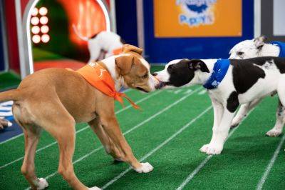 How to Watch Puppy Bowl 2024 Online Without Cable - variety.com - Las Vegas - Taylor - San Francisco - Kansas City