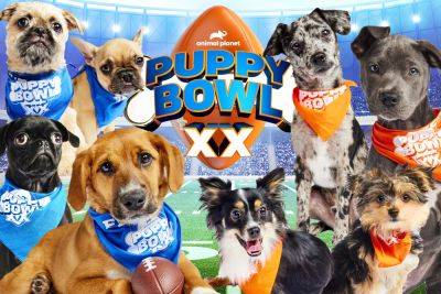 Everything you need to know about Puppy Bowl 2024 - nypost.com - San Francisco - Kansas City