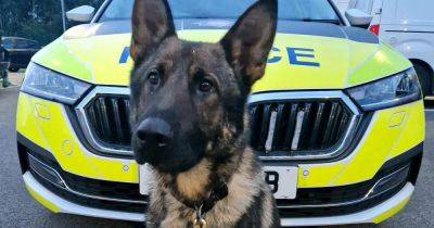 Police dog Hully chases 'dangerous' suspected van thief, aged just 16, up M60 embankment - www.manchestereveningnews.co.uk - Manchester