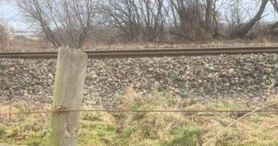 Heartbreak as horse found dead next to train tracks - www.manchestereveningnews.co.uk - county Denton