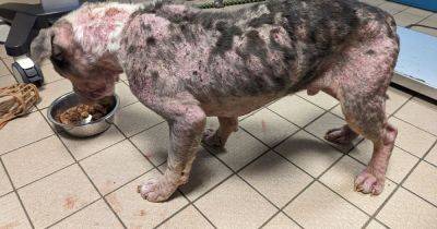 Heartbreaking pictures released after bleeding, underweight and furless dog found tied up near canal - www.manchestereveningnews.co.uk - Manchester