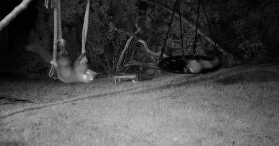 Scots pine martens caught playing on kids' swingset in adorable footage - www.dailyrecord.co.uk - Britain - Scotland - county Highlands - county Highland