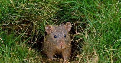 The three things that attract rats to your garden and how you can prevent this - www.dailyrecord.co.uk