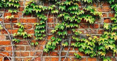 Gardeners' 60p hack to banish English ivy is the 'only way to kill it for good' - www.dailyrecord.co.uk - Britain