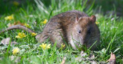 You could be attracting rats to your garden with one innocent mistake, expert warns - www.dailyrecord.co.uk