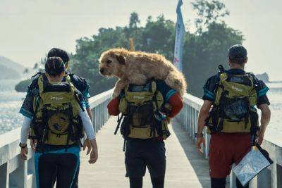 ‘Arthur The King’ Review: Mark Wahlberg And A Scrappy New Dog Star Make This Remarkable True Story Come To Cinematic Life - deadline.com - France - Dominican Republic