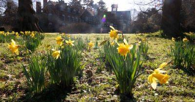 The National Trust places to see daffodils in and around Greater Manchester this spring - www.manchestereveningnews.co.uk - Britain - Manchester - county Garden - county Cheshire