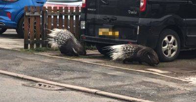 Runaway porcupines found roaming Scots street after escaping farm two miles away - www.dailyrecord.co.uk - Scotland - county Page